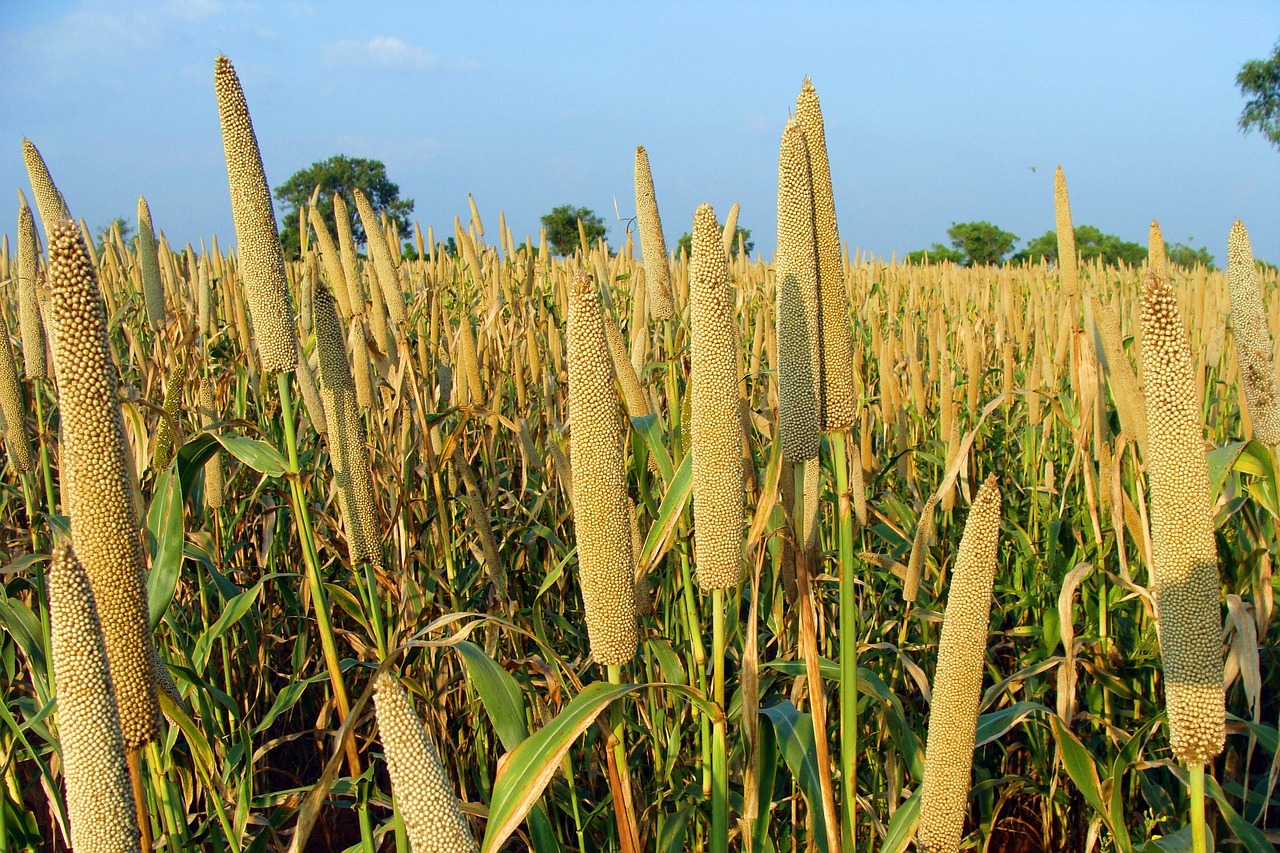 Millets in hindi